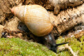 Archachatina marginata grevillei Cameroon adult